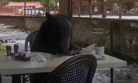 ΗΠΑ: Αρκούδα εισέβαλλε σε εστιατόριο και απόλαυσε το γεύμα της σε τραπέζι