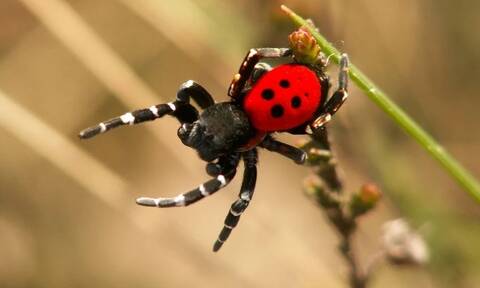Μία σπάνια αράχνη - πασχαλίτσα βγήκε για βόλτα στα Ιωάννινα