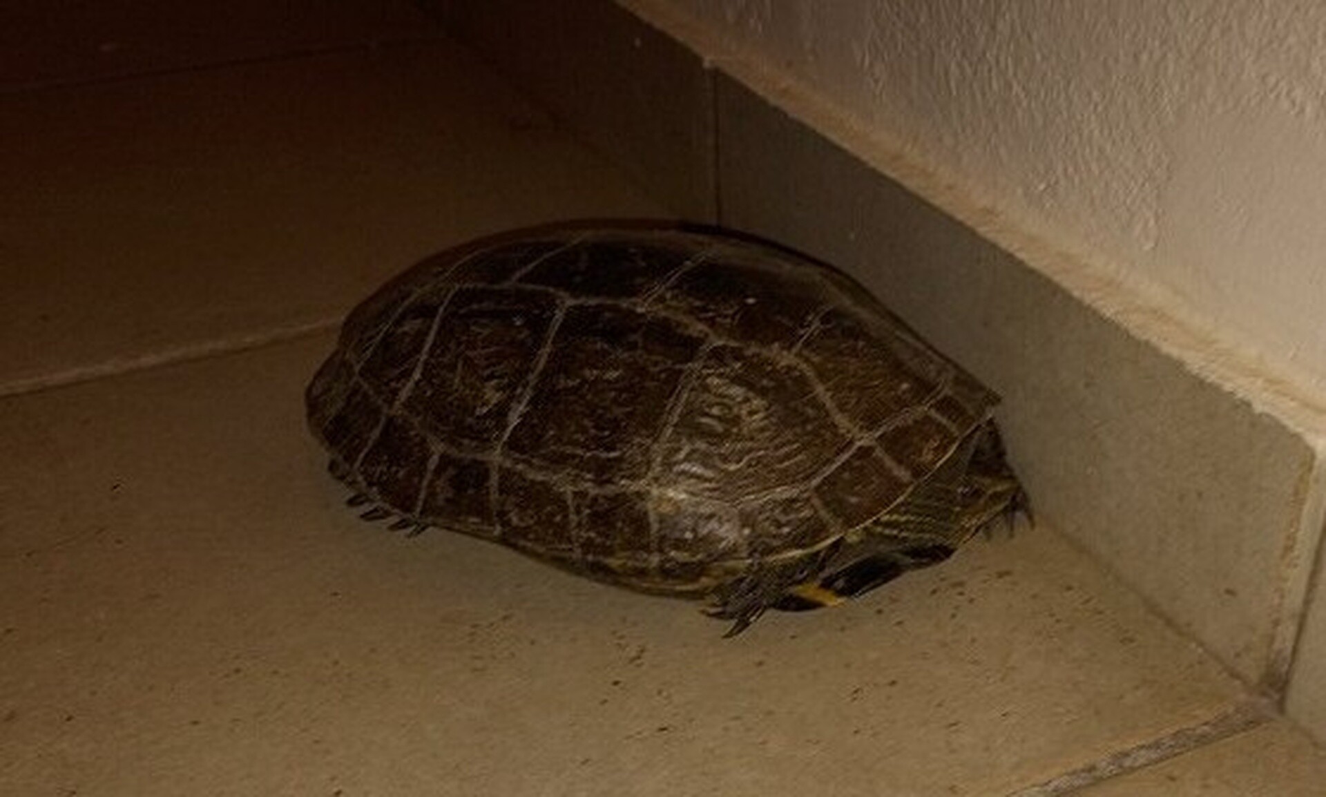 Χανιά: Γύρισε σπίτι της και βρήκε μία… χελώνα – Δείτε εικόνες