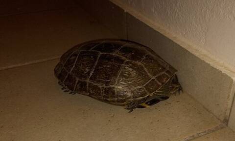 Χανιά: Γύρισε σπίτι της και βρήκε μία… χελώνα – Δείτε εικόνες