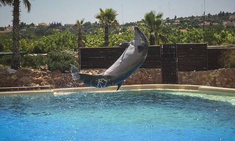 Αττικό Ζωολογικό Πάρκο: Ποινή φυλάκισης στην ιδιοκτήτρια για τις παραστάσεις με τα δελφίνια