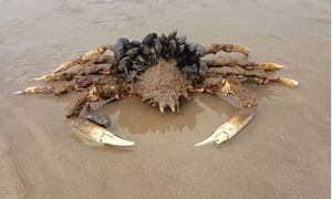 Τρόμος στην Ουαλία: Καβούρια-αράχνες και τεράστιες μέδουσες κάνουν απόβαση στις παραλίες
