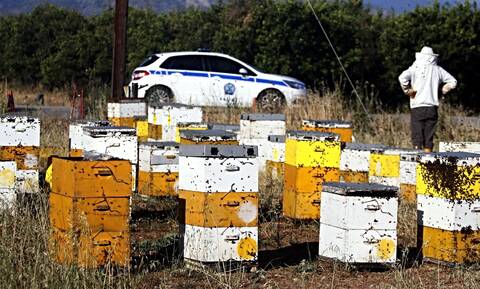 Μυτιλήνη: Επιβάτες ΙΧ δέχθηκαν επίθεση από μέλισσες – Πληροφορίες για άτομο χωρίς τις αισθήσεις του