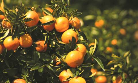 «Απλησίαστος» ο χυμός πορτοκαλιού: Στρέφονται στα μανταρίνια - Η κρίση θα διαρκέσει χρόνια