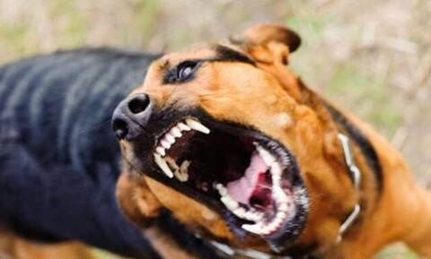 Ναύπακτος: Τρόμος για γυναίκα - Της επιτέθηκε αδέσποτος σκύλος