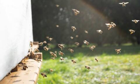 Τι συμβαίνει με τις μέλισσες; Μετά την επίθεση στη Μυτιλήνη γέμισε και η Κομοτηνή