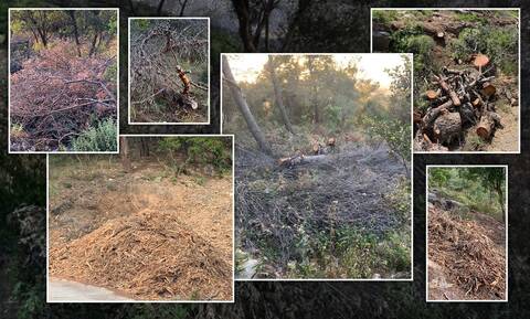«Πυριτιδαποθήκη» ο Υμηττός: «SOS» για τεράστιους όγκους κομμένων δένδρων σε όλο το βουνό