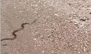 Πάτρα: Φίδι κολυμπούσε σε παραλία και προκάλεσε τον «τρόμο» - Βίντεο από το περιστατικό