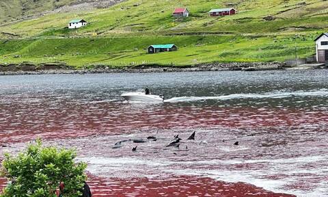 Νησιά Φερόε: Η θάλασσα έγινε κατακόκκινη από το αίμα των φαλαινών
