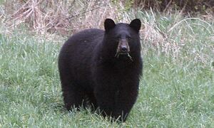 Τρόμος από τις αρκούδες «νίντζα» - Άλλαξαν τη «διατροφή« τους και επιτίθενται σε ανθρώπους