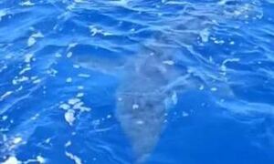 Κύπρος: Συναγερμός μετά την εμφάνιση καρχαρία - Κολυμπούσε δίπλα από σκάφος