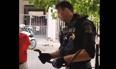 Αστυνομική επιχείρηση για φίδι που τελικά ήταν σαύρα