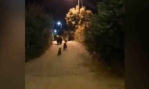 Καρδίτσα: Αρκούδες με τα μωρά κάνουν «βόλτες» σε χωριά γύρω από την πόλη – Ανάστατοι οι κάτοικοι