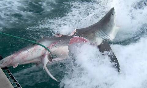 Βίντεο που κόβει την ανάσα - Η στιγμή που λευκός καρχαρίας κατασπαράζει καρχαρία (Σκληρές εικόνες)