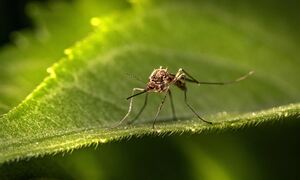 «Kαμπανάκι» ECDC για ασθένειες από κουνούπια - Παναγιωτακόπουλος: «Ευνοούν οι κλιματικές συνθήκες» 