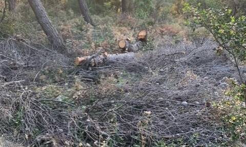 Έκοβαν δένδρα στον Υμηττό με κατηγορία κινδύνου 4 - Τους σταμάτησαν πολίτες κι η Πυροσβεστική