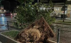 Βέροια: Μπουρίνι «ξήλωσε» δέντρα και κολώνες ρεύματος – Στο σκοτάδι πολλές περιοχές της πόλης