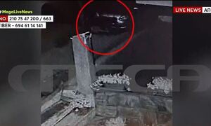 Χαλκιδική: Αδέσποτοι σκύλοι επιτέθηκαν σε σταθμευμένο όχημα - «Είδαμε το βίντεο, δεν το πιστεύαμε»